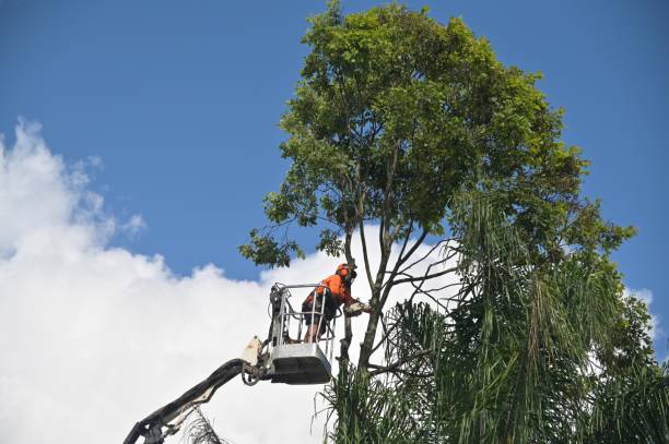How Our Tree Care Process Works  in  West Haverstraw, NY